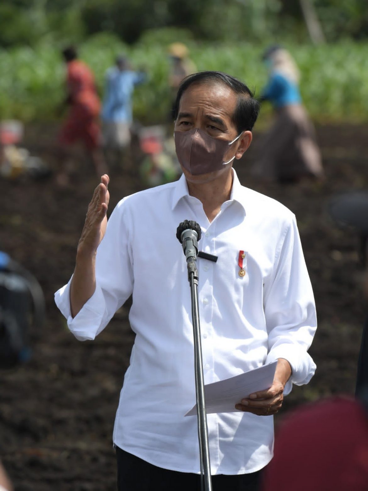 Presiden Jokowi: Tingkatkan Produktivitas Sektor Pertanian di Papua Barat
