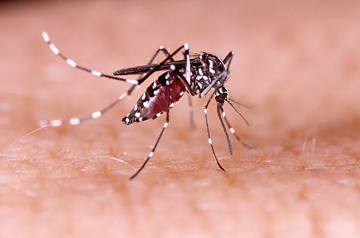 Kasus DBD Meningkat, Bupati Ciamis Keluarkan Surat Edaran Kesiapsiagaan Antisipasi Wabah DBD dan Chikungunya