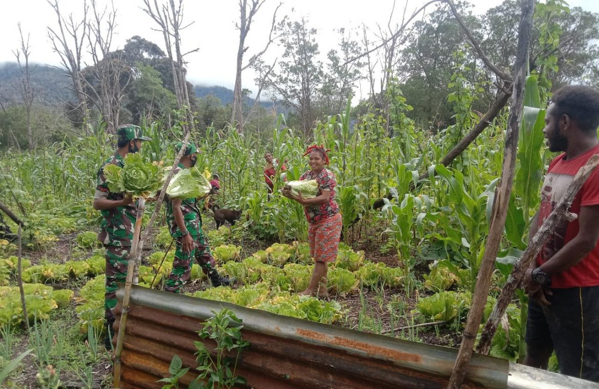 Sukseskan Swasembada Pangan, Babinsa Koramil 1801-05/Anggi Bantu Masyarakat Panen Sayur