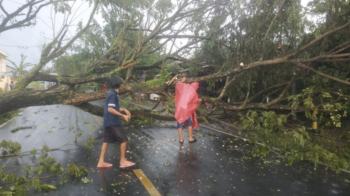 Akibat Hujan Deras dan Angin Besar Puluhan Pohon Trembesi Tumbang Mengakibatkan Jalur Ciamis Banjar Alami Kemacetan