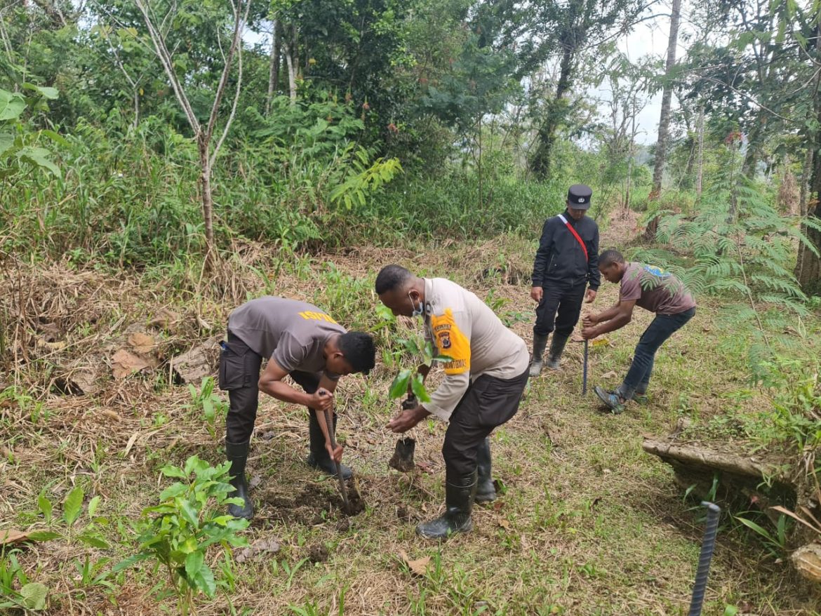 Satgas Binmas Noken Ops Damai Cartenz Bantu Menanam Bibit Kopi Sebanyak 325 Batang , Pegunungan Bintang