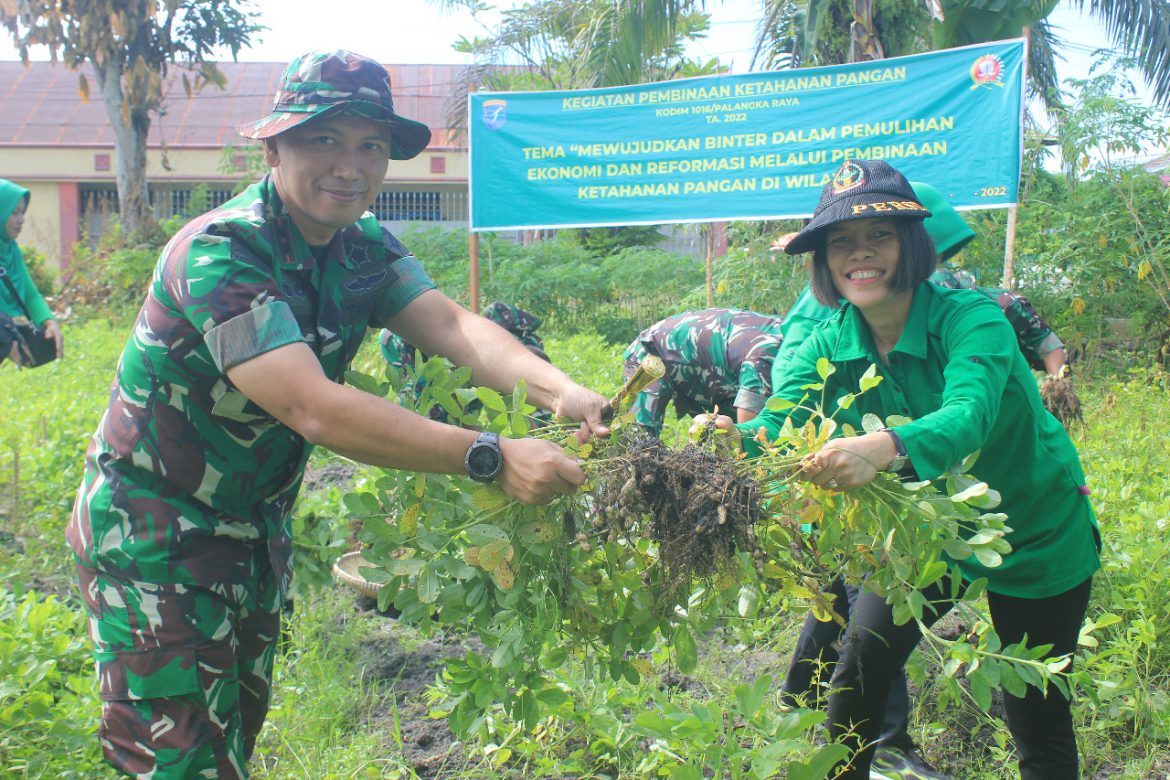 Dandim Pimpin Panen Perdana Kacang Tanah dan Brokoli Dalam Kegiatan Pembinaan Ketahanan Pangan di Wilayah