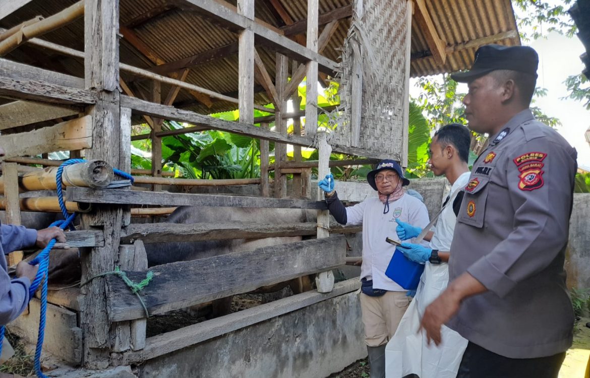 Antisipasi Wabah PMK Personil Polsek Pamarican Polres Ciamis Sambangi Peternak Hewan Sapi dan Kambing