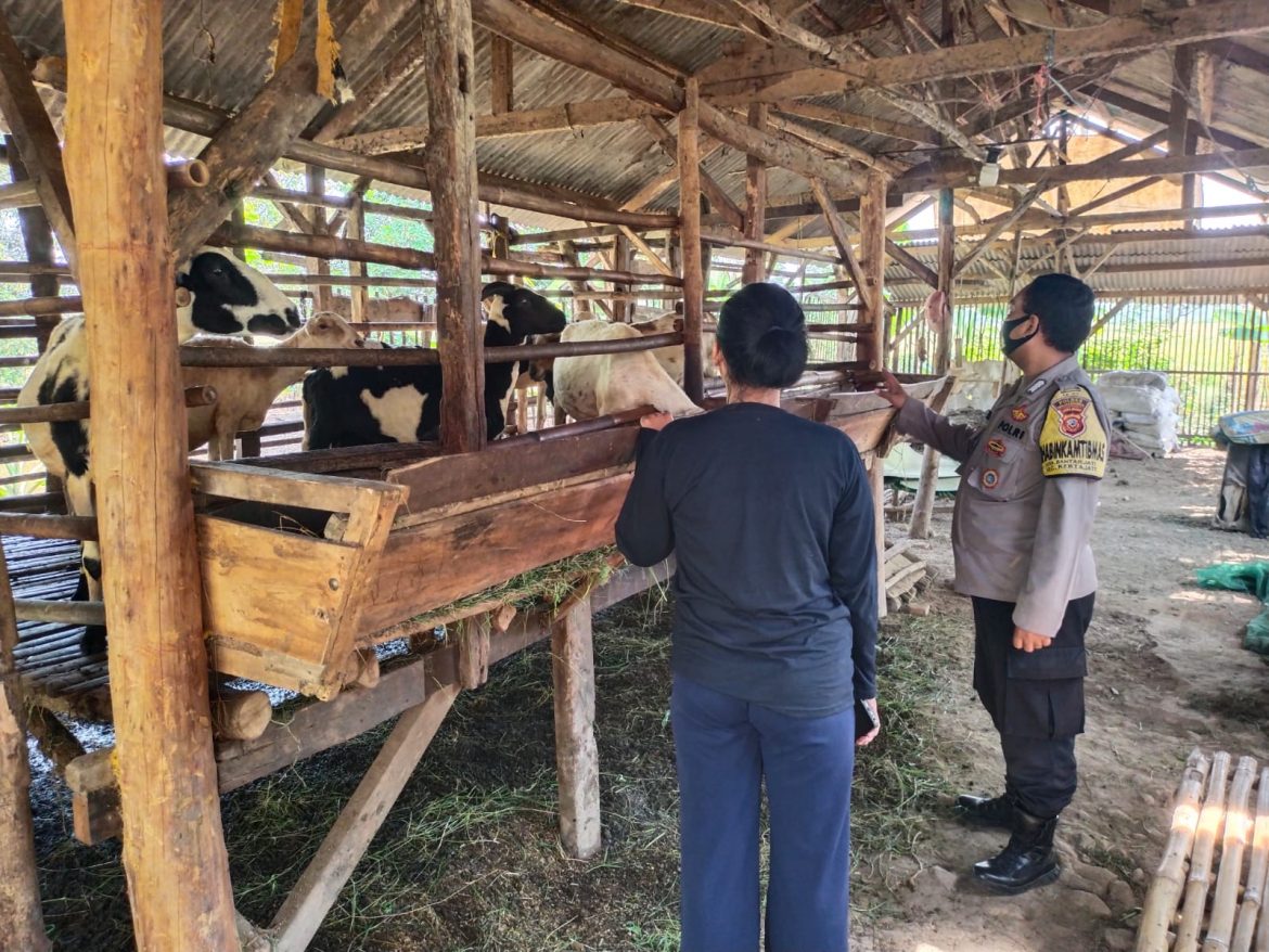 Antisipasi Merebaknya PMK, Polisi Patroli Edukasi Dan Himbauan Kepada Pemilik Hewan Ternak Dalam Rangka Ops Aman Nusa II