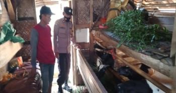 Polisi Tak Kenal Lelah Cek Dan Monitoring Hewan Ternak Dalam Rangka Ops Aman Nusa II