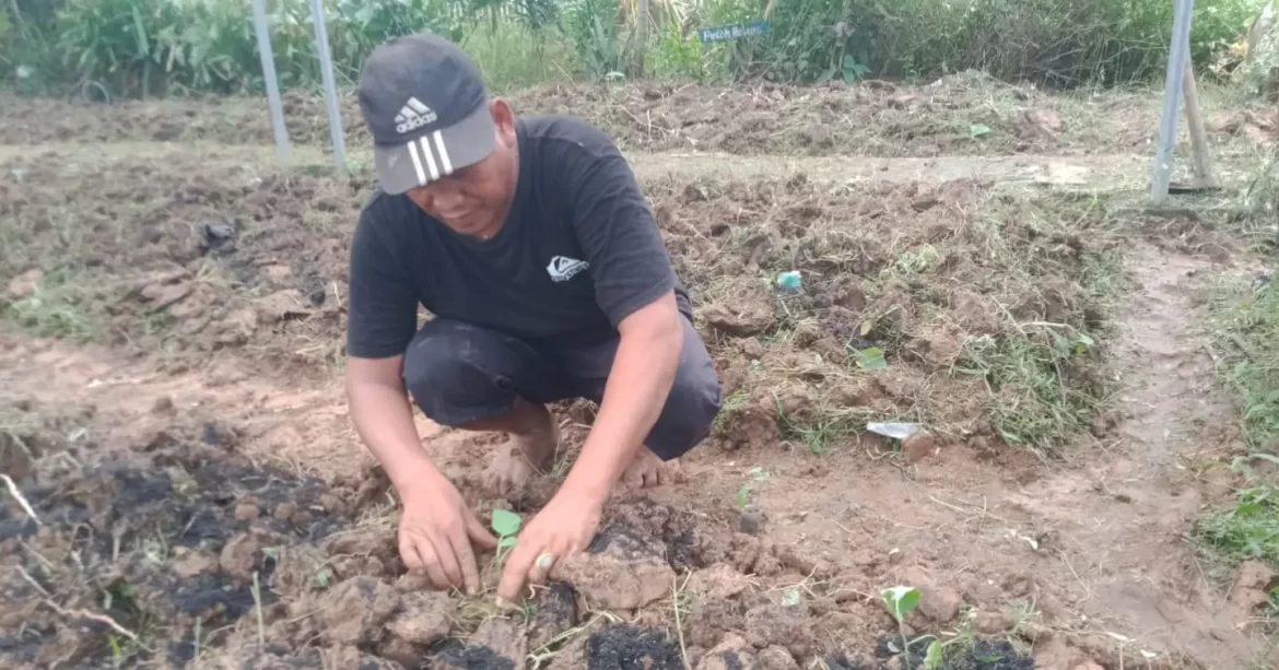Denpom Jaya 1/Tangerang : Hadir di Tengah Kesulitan Rakyat Dengan Membuka Lahan dan Tanam Bibit Sayuran
