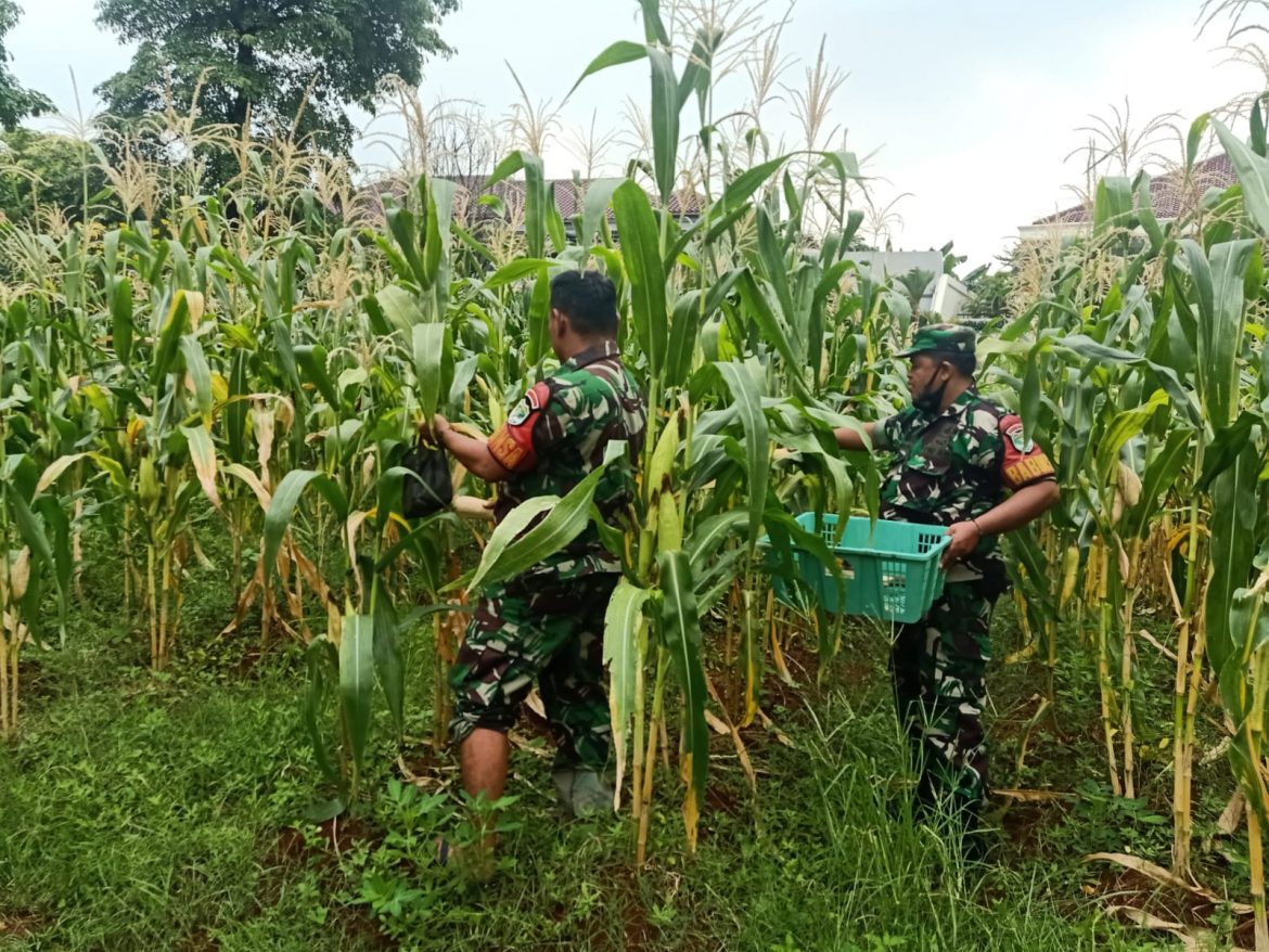 Koramil 05/KJ Kodim 0503/JB Panen Jagung, dan Hasilnya Dibagikan Kepada Warga