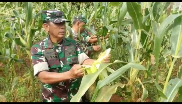 Jaga Ketahanan Pangan, Anggota Koramil 07/Pdk Aren Bantu Panen Jagung Di Lahan Estate Food Kodim 0506/Tgr