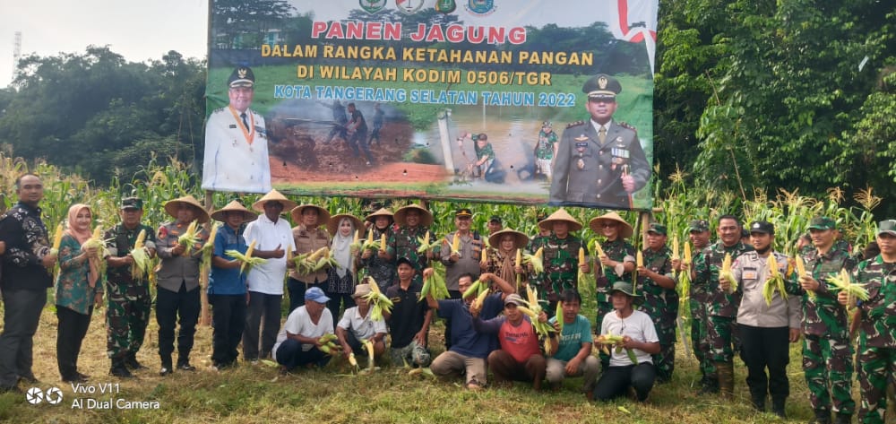 Kodim 0506/Tgr Panen Raya Jagung Food Estate Tahun 2022