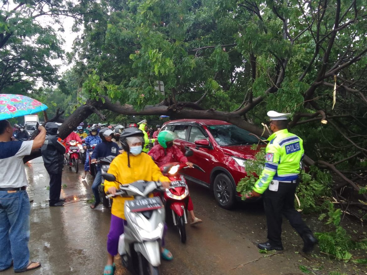 Akibat Hujan Lebat Sejumlah Pohon Mengalami Tumbang di Wilayah Cengkareng