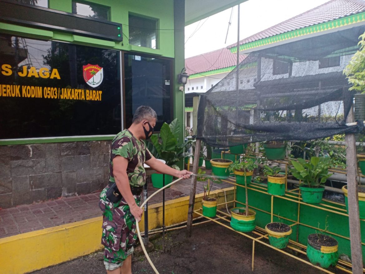 Manfaatkan Lahan Kosong di Koramil, Babinsa Koramil 05/KJ Tanami Beberapa Tanaman Produktif