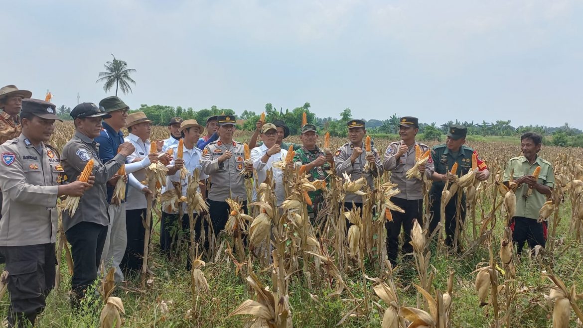 Babinsa Koramil Rajeg Ikut Melaksanakan Panen Jagung Hibrida