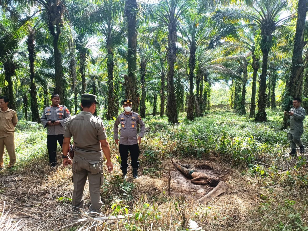 Jasad Seorang Pria Tanpa Indentitas di Temukan di Perkebunan Sawit Cigudeg, Pihak Kepolisian Lakukan Gelar Olah TKP