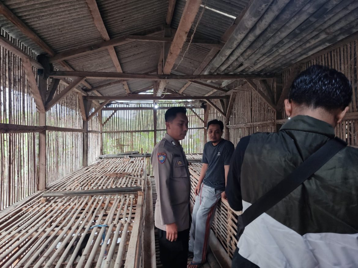 Binmas Pioner, Polsek Rajadesa Polres Ciamis Dorong Milenial Kembangkan Ayam Sentul