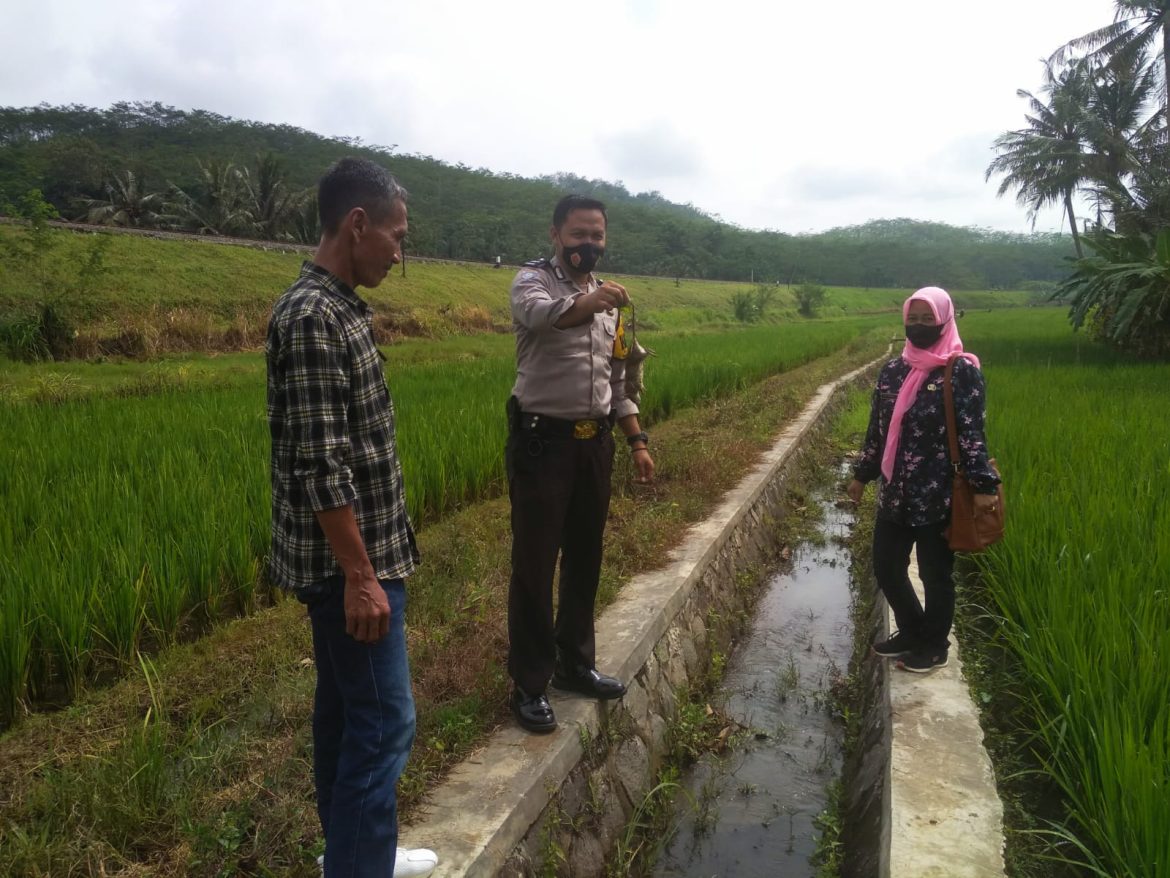 Bhabinkamtibmas Bersama-sama warga, Basmi Hama di Sawah