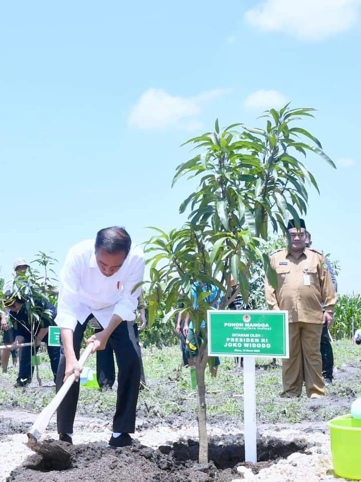 Presiden Jokowi Tanam Pohon Mangga bersama Para Petani