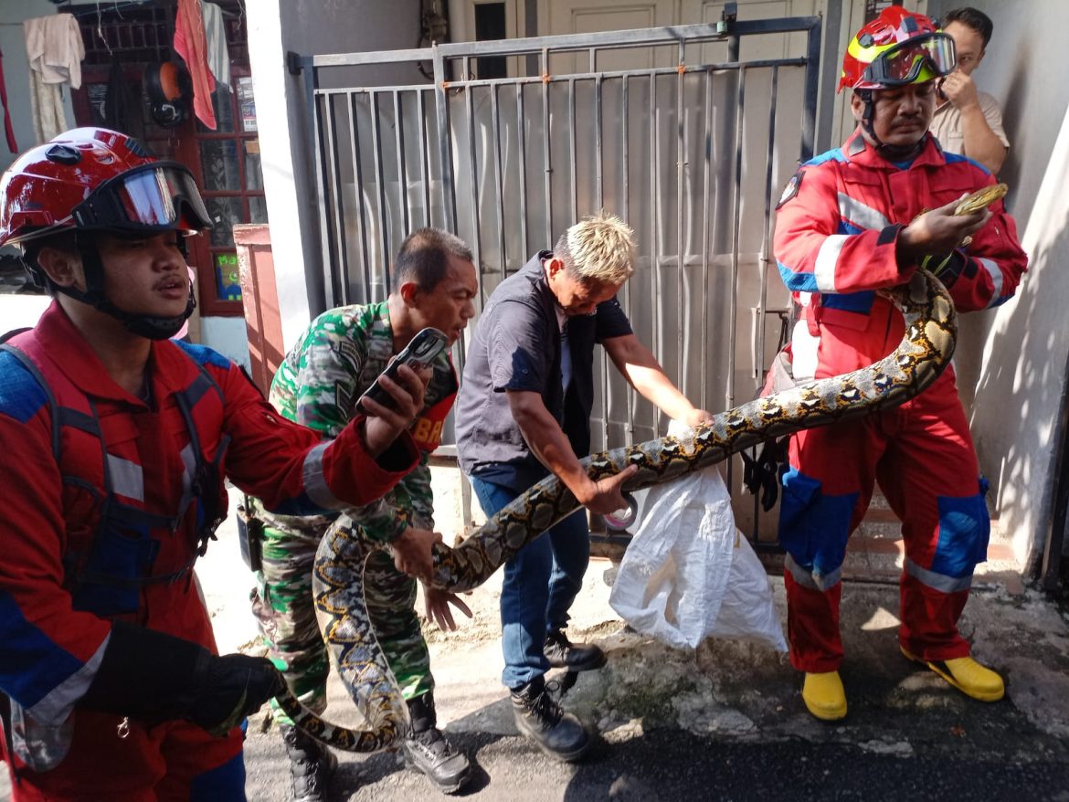 Babinsa Kel Pela Mampang Bersama Damkar Evakuasi Ular Sanca 3,5 M