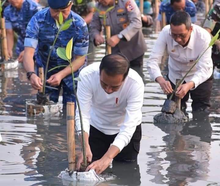 Tanam Mangrove Bersama, Presiden Jokowi Tekankan Pentingnya Jaga Hutan Mangrove