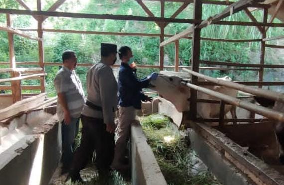 Cegah Penyakit Mulut dan Kuku, Polsek Pamarican Giat Pindampingan Hewan Kurban di Desa Sukamukti