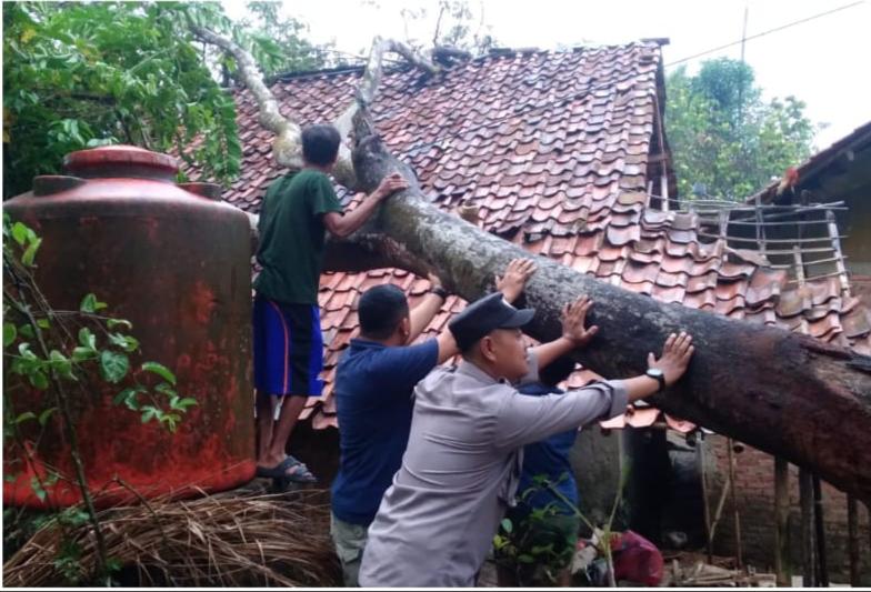 Pohon Setinggi 20 Meter Tumbang Hingga Timpa Rumah Warga, Pihak Kepolisian Lakukan Penanganan