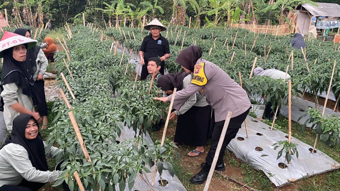 Polsek Ciamis Monitoring Kegiatan Panen Cabai Program Ketahanan Pangan di Desa Bendasari