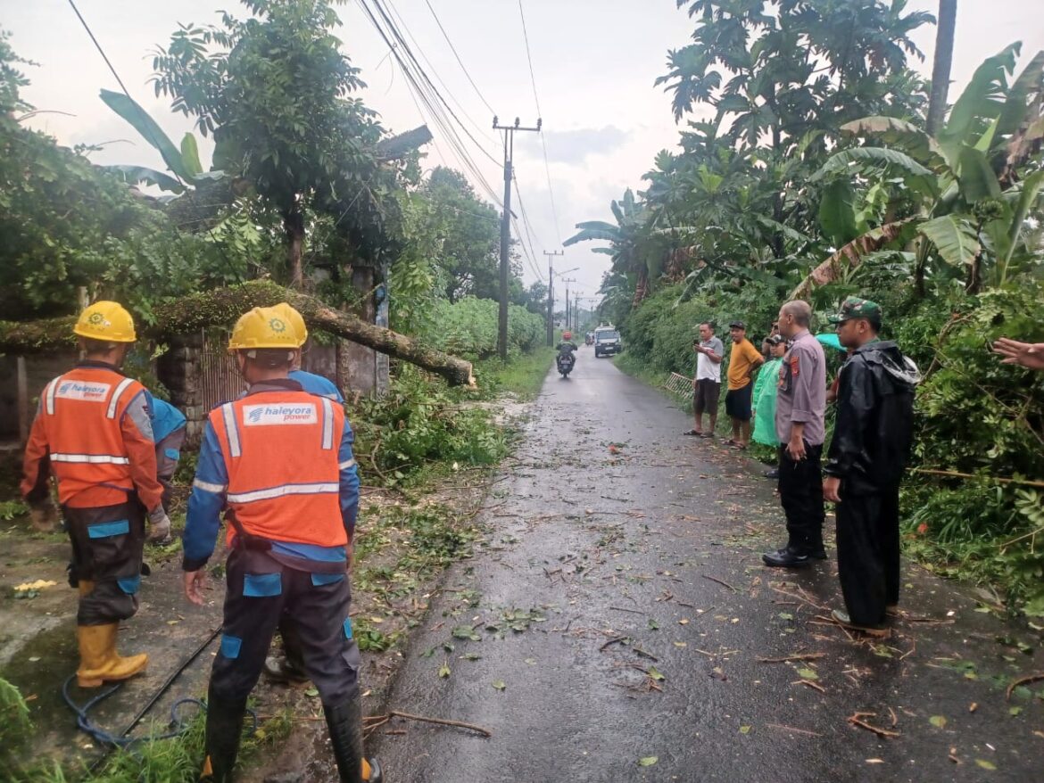 Polsek Ciampea bersama Instansi Terkait Evakuasi Pohon Tumbang yang Menimpa Kabel dan Tiang Listrik di Desa Tegalwaru