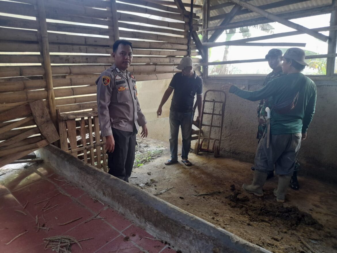 Polsek Ciomas Investigasi Penyelidikan Olah TKP Terkait Adanua Pencurian Sapi di Ciomas, Tiga Ekor Sapi Hilang