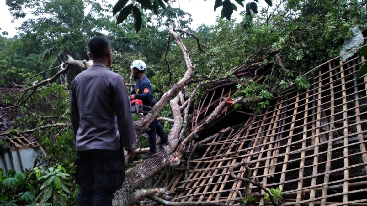 Sigap, Polsek Pamarican Polres Ciamis Datang dan Ikut Evakuasi Pohon Tumbang Menimpa 2 Rumah