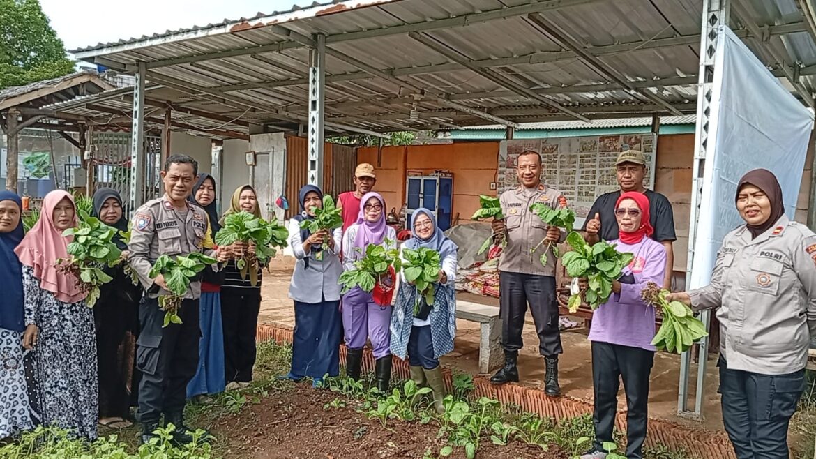 Sinergi Polri dan Warga: Polsek Kalideres Panen Perdana Tanaman Bayam dan Ceisim di Semanan