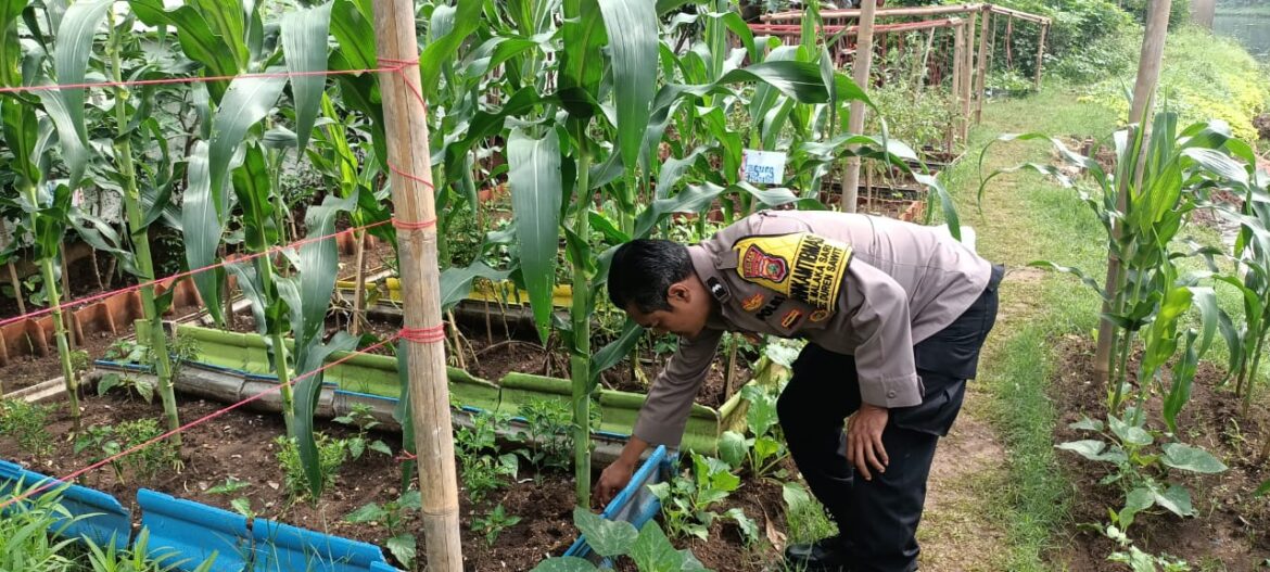 Bhabinkamtibmas Kelurahan Klender Dukung Ketahanan Pangan dengan Penanaman Jagung Ungu