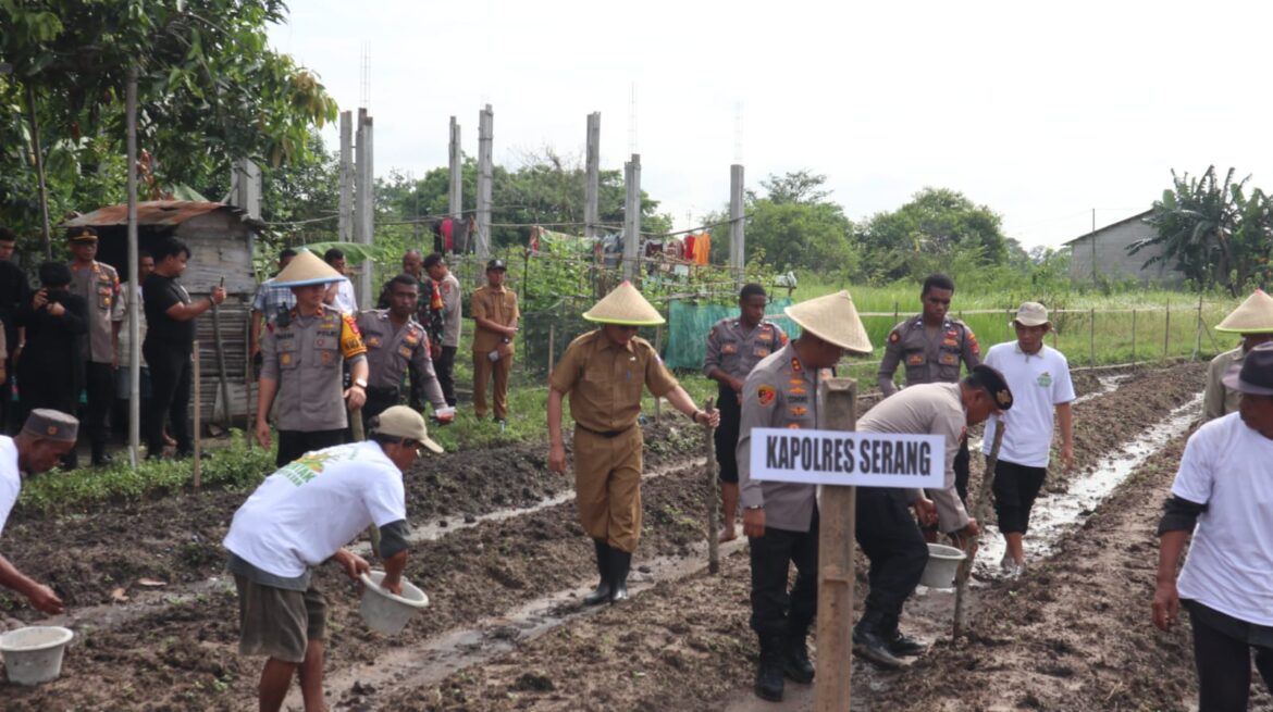 Dukung Kegiatan Penanaman 1 Juta Hektar Polri-Kementan, Polres Serang Tanam Jagung di Lahan 3,5 Hektar