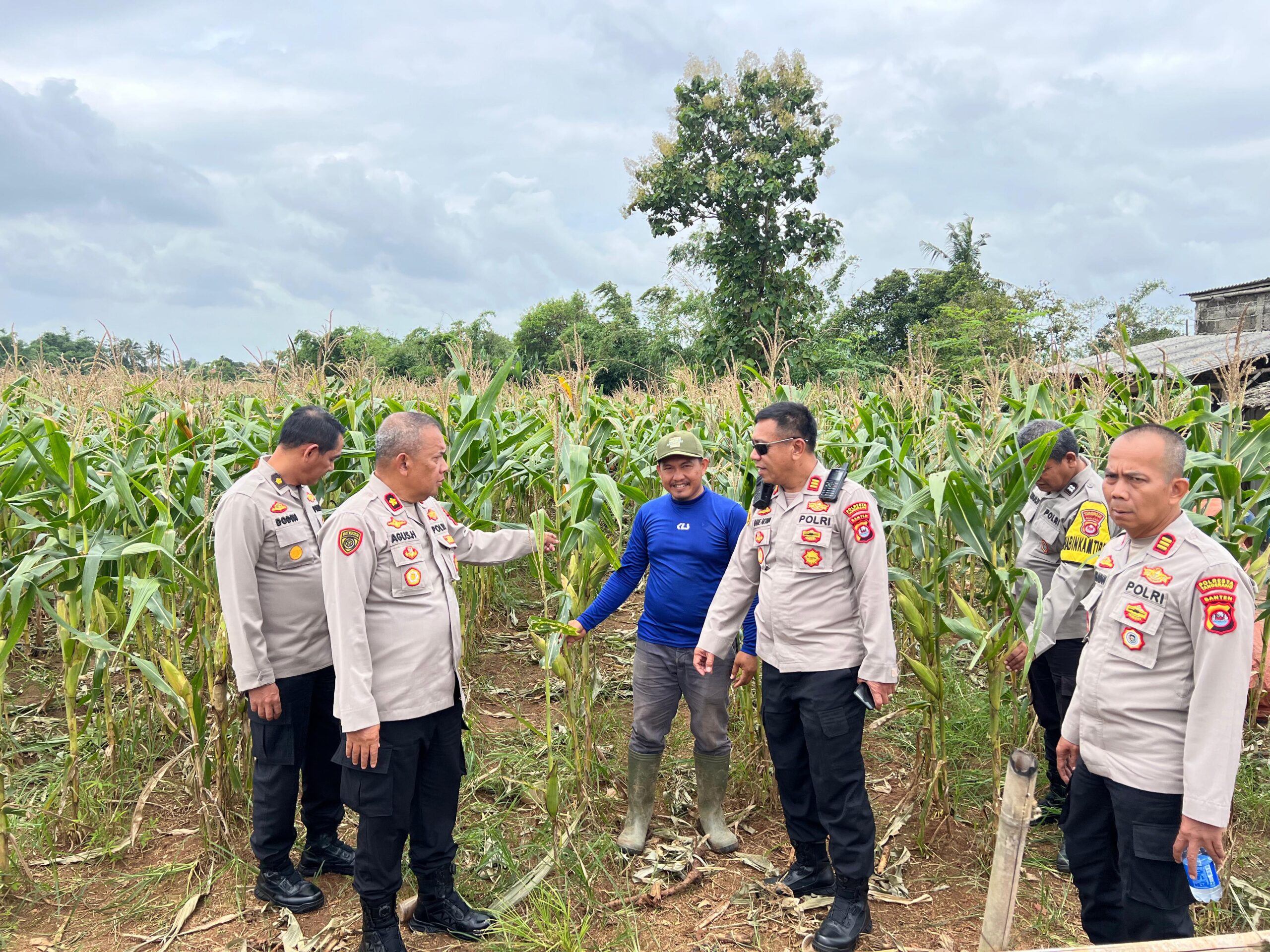 Kapolsek Tigaraksa Cek Lahan Ketahanan Pangan, Jagung 18 Ton yang Siap Panen di Desa Pematang