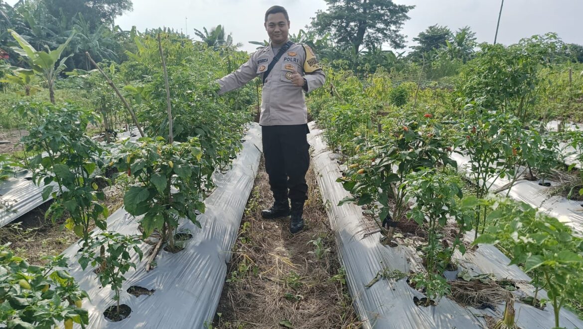 Aipda Antariksa SH Laksanakan Pendataan Pekarangan Lestari Dalam Rangka Mendukung Program Ketahanan Pangan