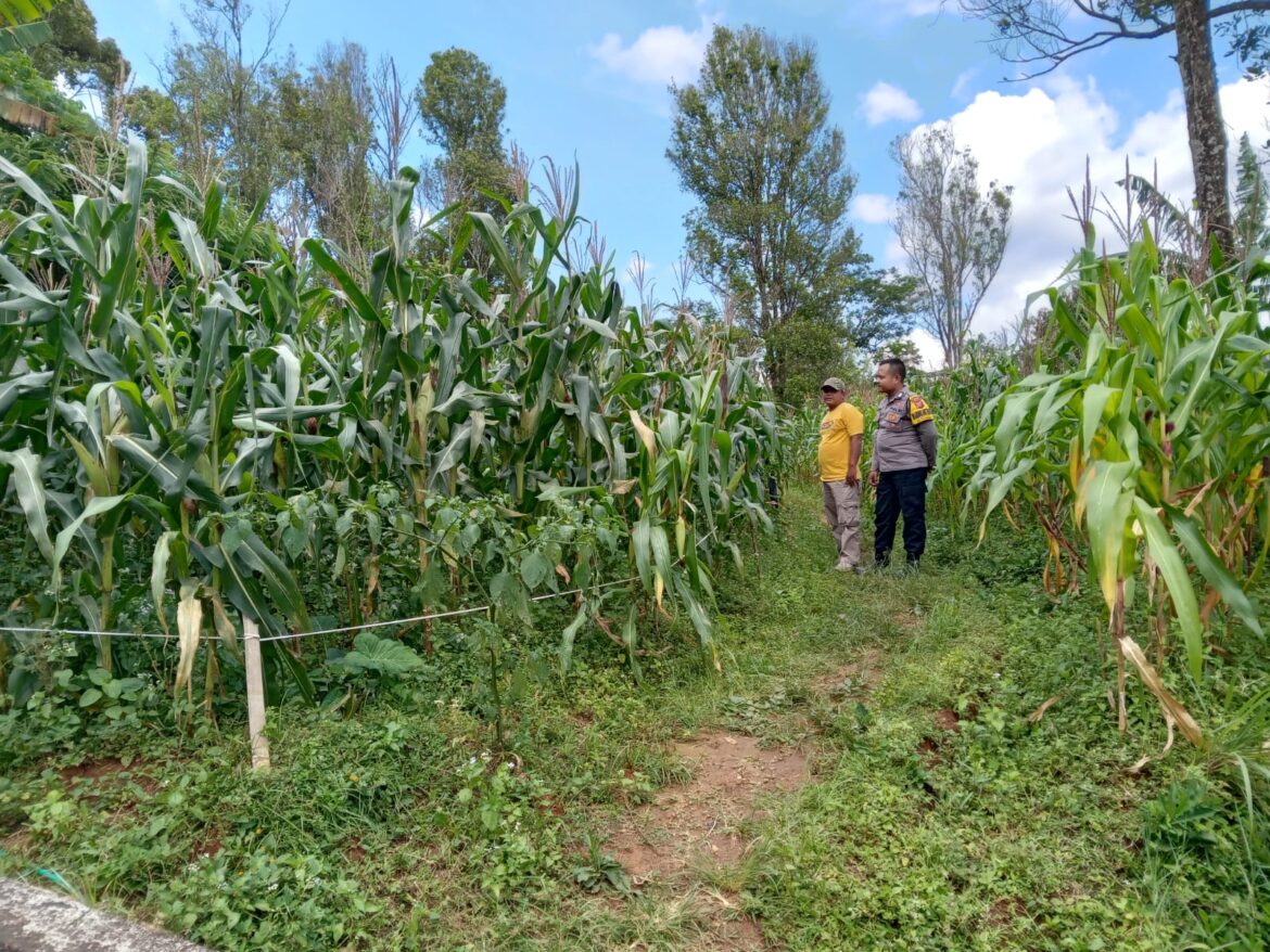 Bhabinkamtibmas Desa Girilaya Monitoring Ketahanan Pangan di Kebun Jagung Milik Warga