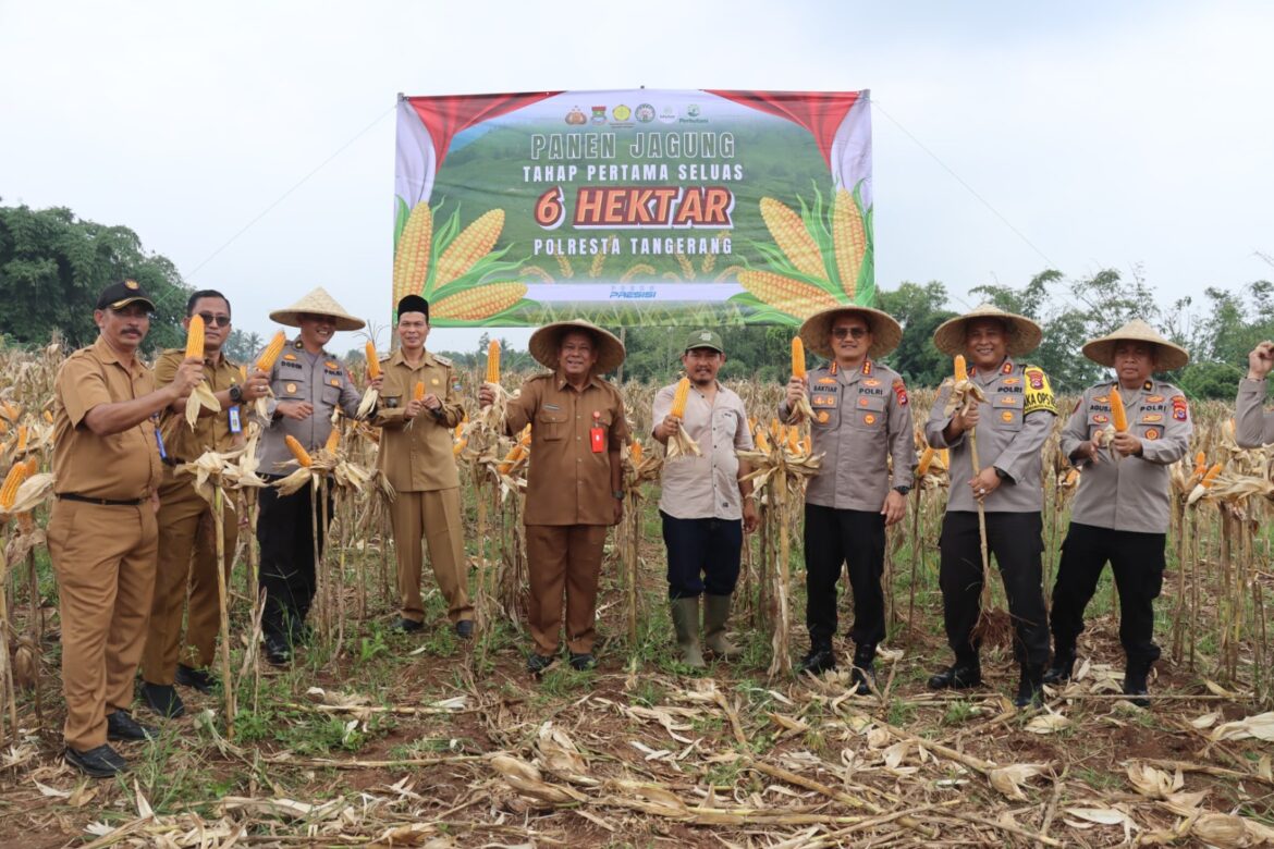 Kapolresta Tangerang: Panen Jagung Sejalan dengan Asta Cita Presiden RI untuk Ketahanan Pangan