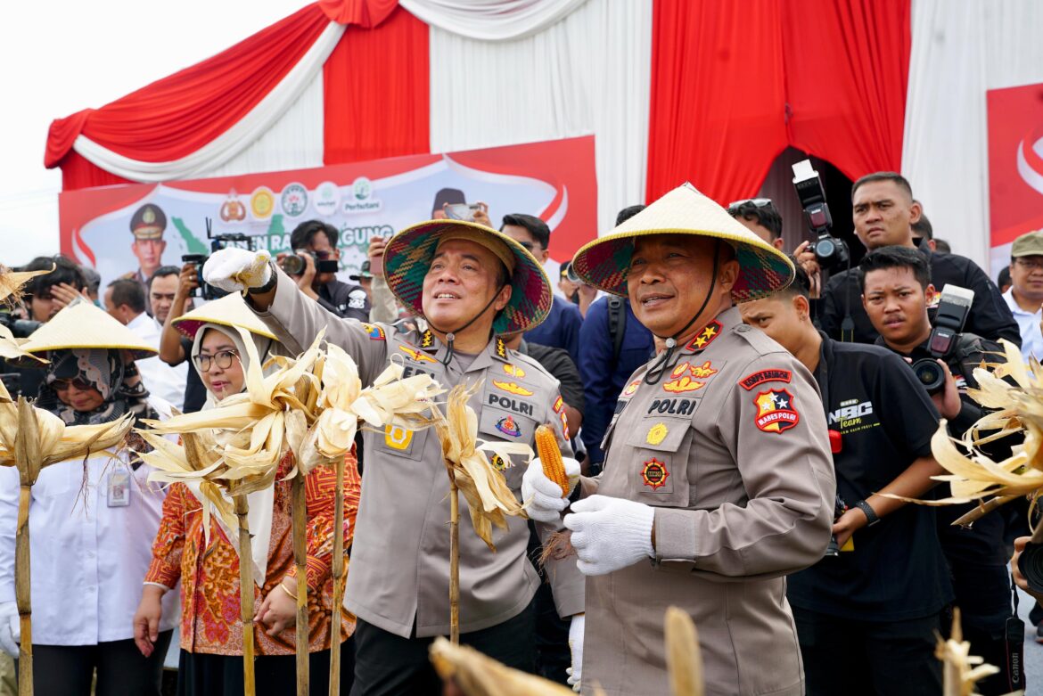 Irwasum Polri Pimpin Panen Jagung Serentak di Madiun,Wujudkan Astacita