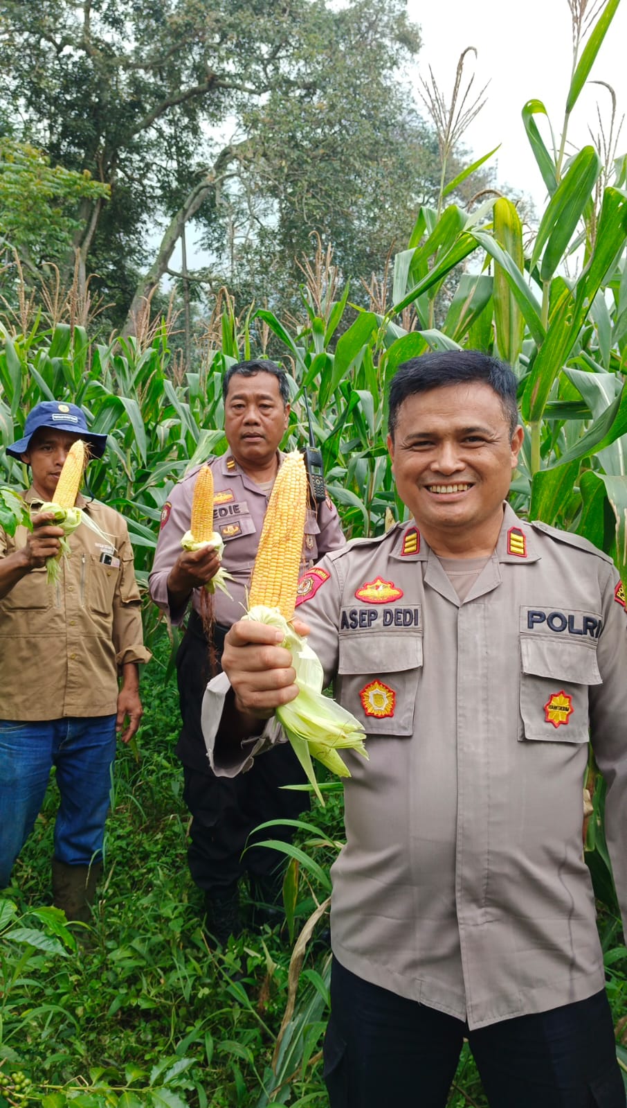 Swasembada Pangan, Kapolsek Pameungpeuk Panen Raya Jagung Bareng Gapoktan Desa Baros