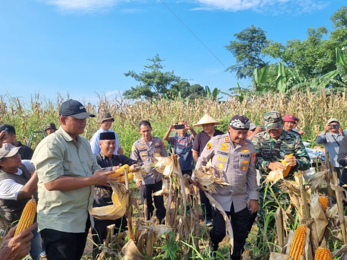 Lahan 2 Hektar Hasilkan 12 Ton, Kapolres Serang Panen Jagung di Cikande