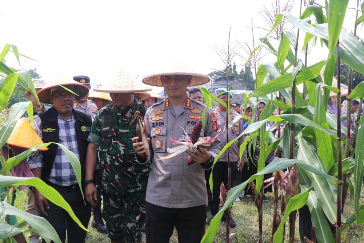 Dukung Astacita dan Ketahanan Pangan, Kapolres Metro Tangerang Kota Panen 2,5 Ton Jagung Ketan di Sepatan