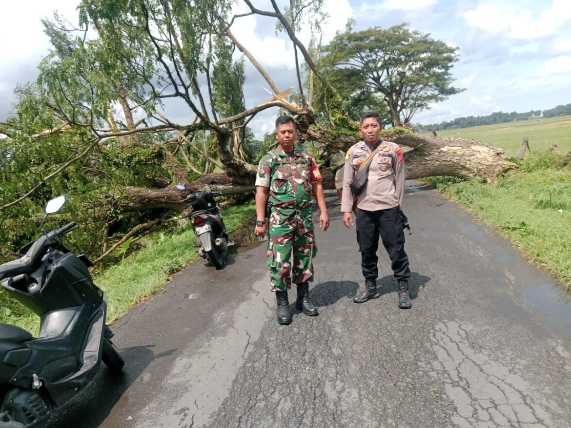 Sigap, Polsek dan Koramil Lakbok Bersama Warga Evakuasi Pohon Tumbang di Dusun Nambo Desa Cintajaya