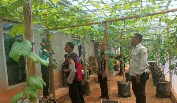Dukung Ketahanan Pangan, Bhabinkamtibmas dan Babinsa Laksanakan Monev Tanaman Anggur dan Jagung
