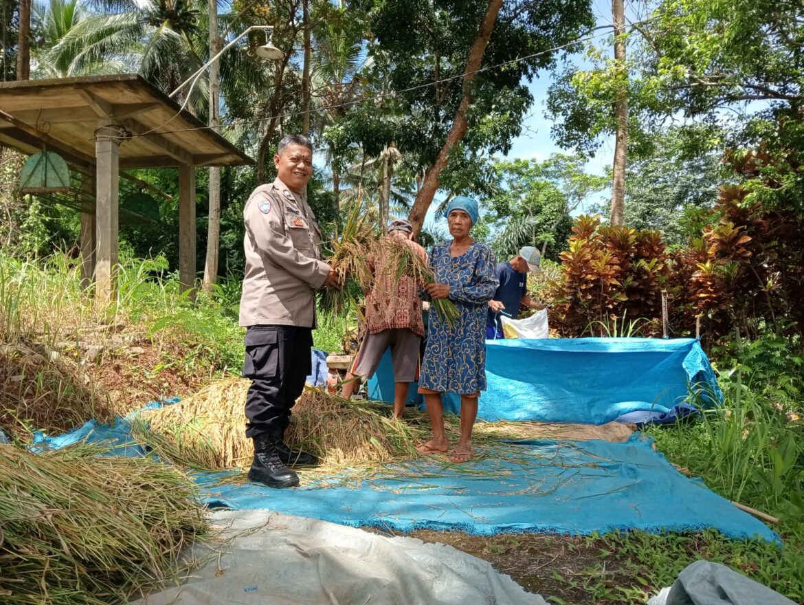 Polsek Sukadana Polres Ciamis Monitoring ke Warga Saat Panen Padi di Desa Ciparigi