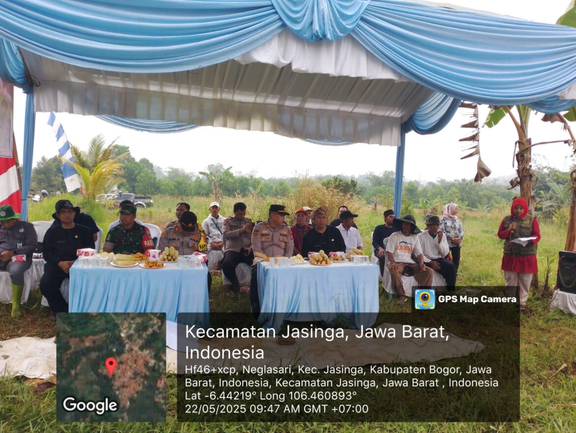 Dukung Ketahanan Pangan, Polres Bogor dan Polsek Jasinga Panen Jagung di Lahan SSDM Polri