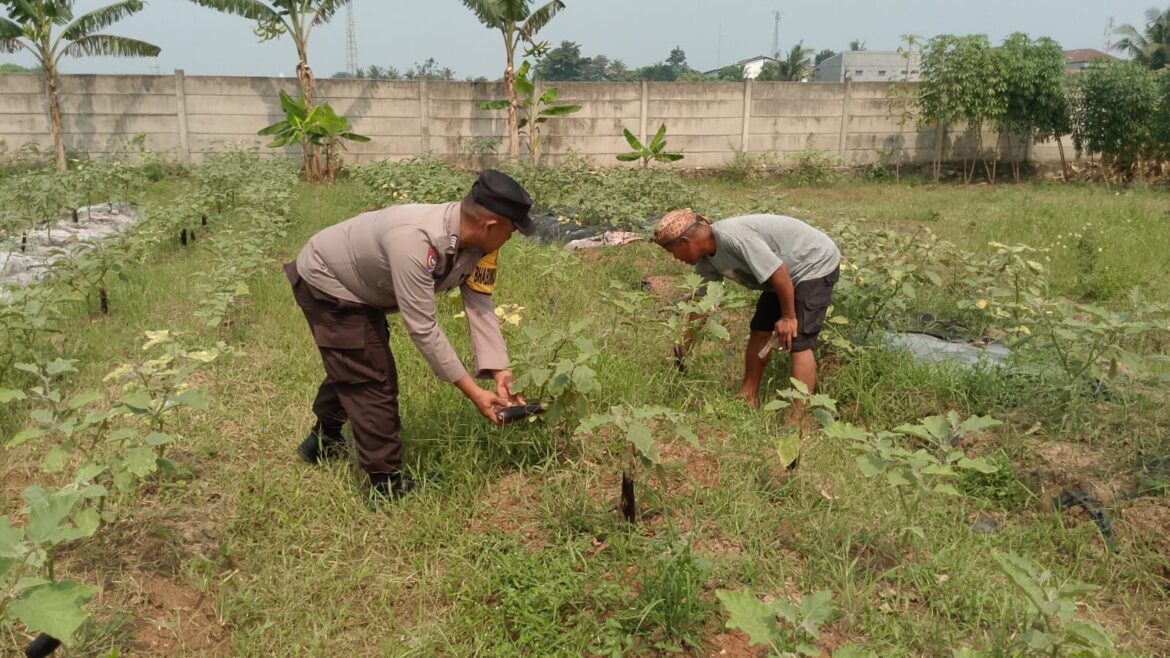 Dukung Ketahanan Pangan Nasional, Bhabinkamtibmas Pantau Tanaman Terong Warga di Pangadegan