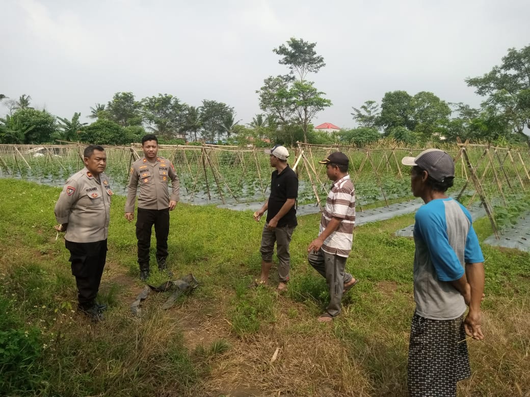 Wujudkan Ketahanan Pangan, Polsek Panongan Buka Lahan Jagung 2 Hektar di Desa Peusar