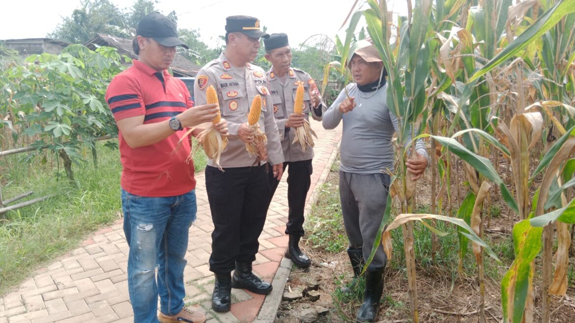 Dalam Mendukung Ketahanan Pangan Nasional, Kapolsek Tigaraksa Monitoring Lahan Jagung Hibrida di Hejo Farm, Desa Pematang