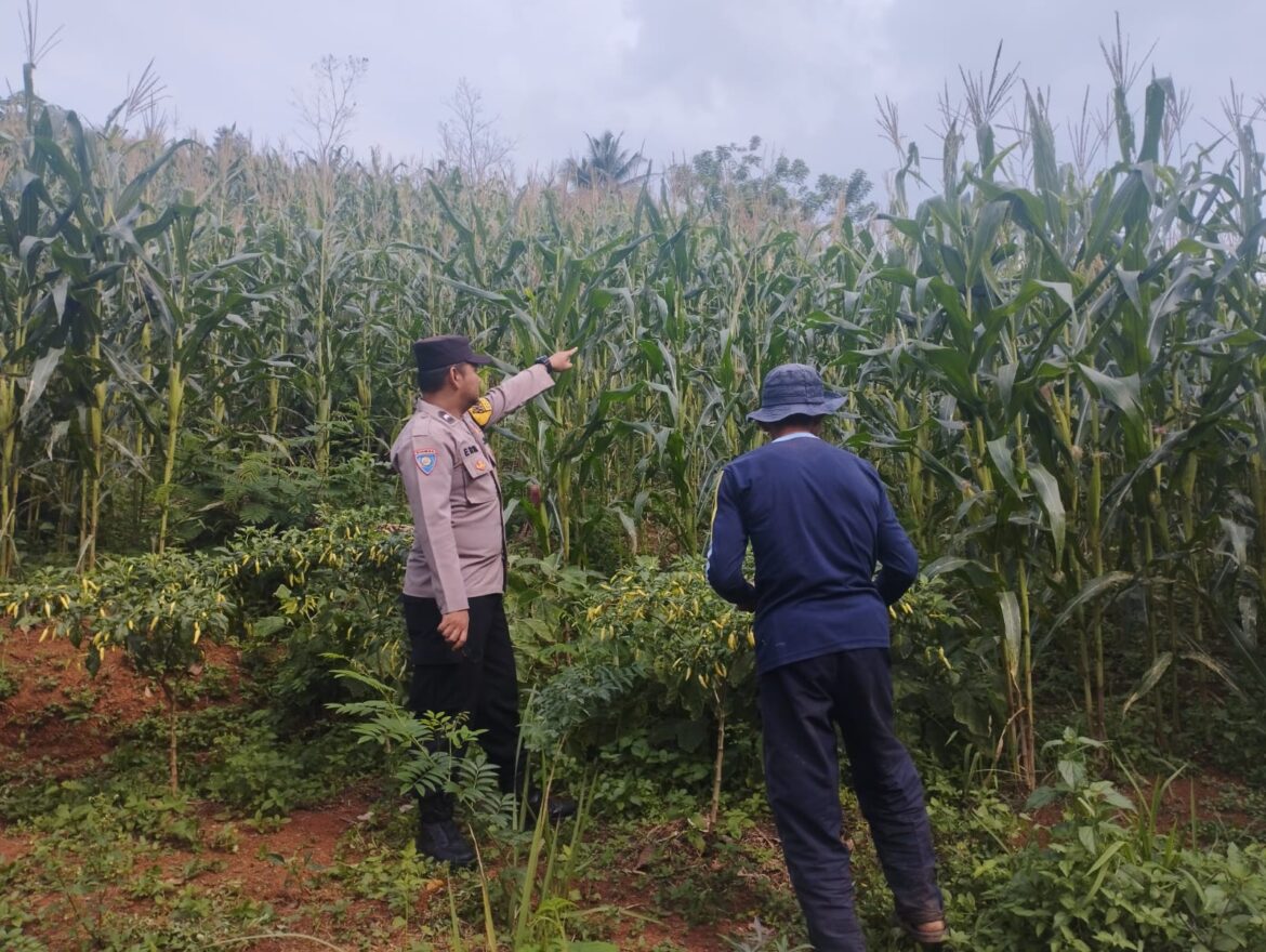 Babinkamtibmas Bunter Monitor Lahan Jagung, Dukung Ketahanan Pangan Nasional