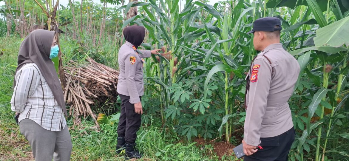Polsek Kawali Dukung Ketahanan Pangan Lewat Monitoring Penanaman Jagung, Wujud Nyata Peran Polri dalam Program Asta Cita