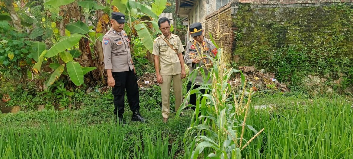 Polsek Banjarsari Aktif Dukung Ketahanan Pangan Lewat Pemanfaatan Lahan Produktif di Desa Sindanghayu