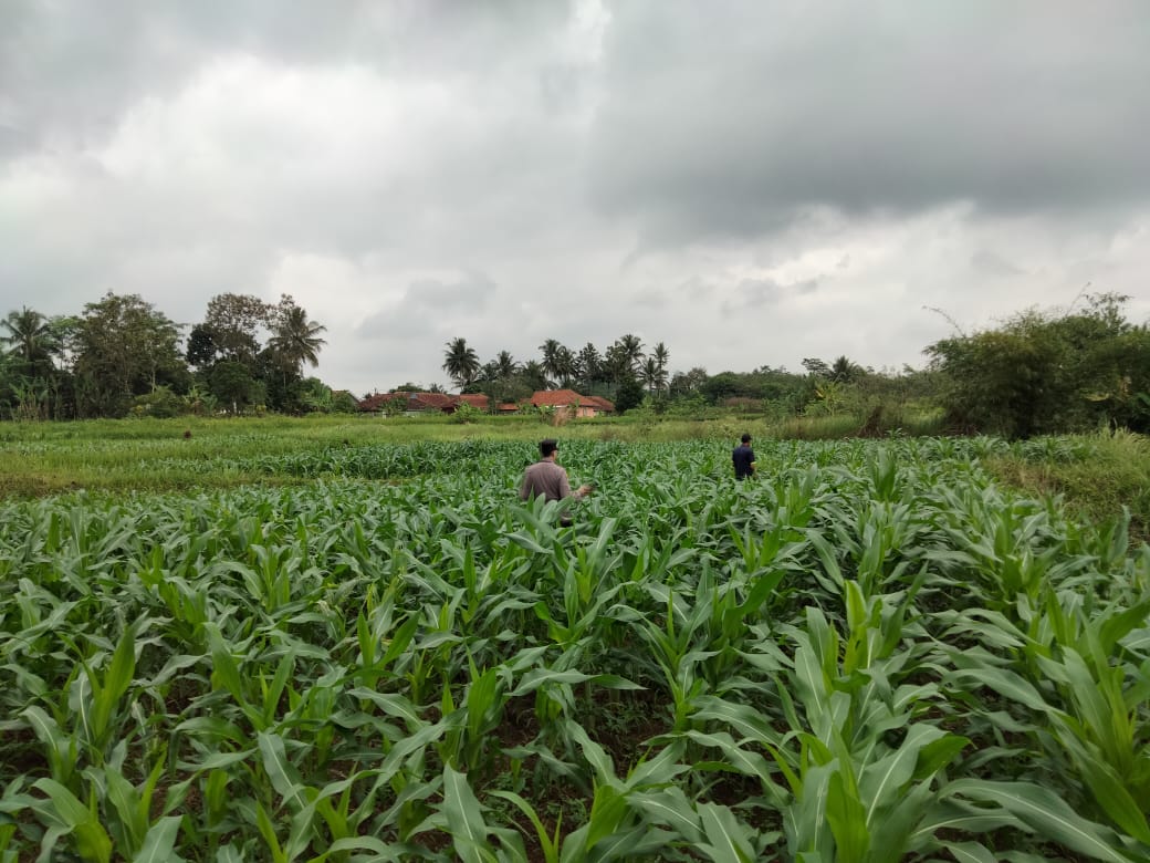 Bhabinkamtibmas Panyingkiran Terjun Langsung ke Sawah, Sukses Kawal Program Ketahanan Pangan Nasional